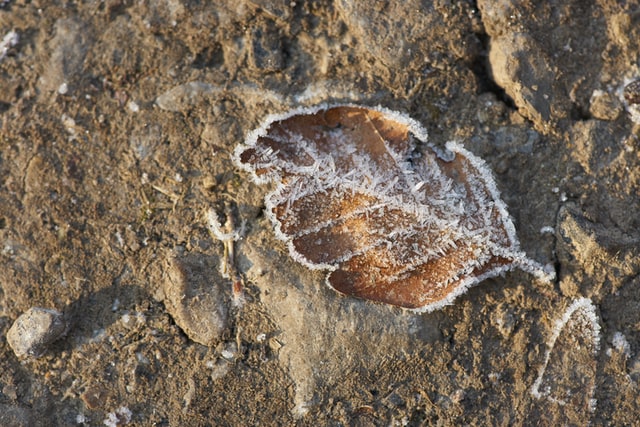 Jharkhand's open doors for Fossil park to travel
