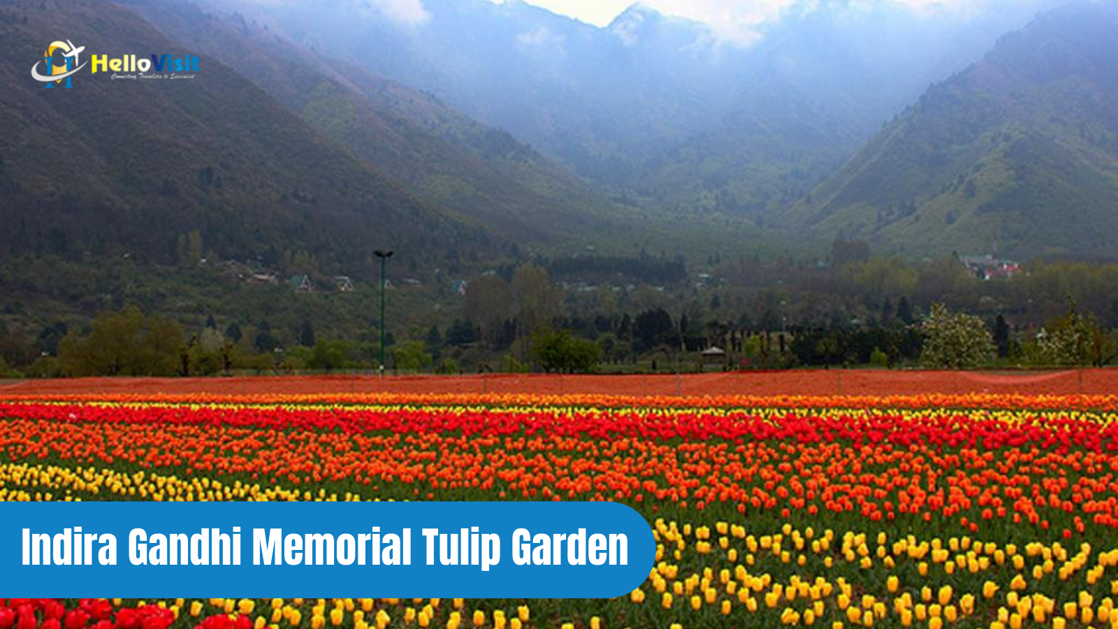 Now taking place at Shantipath, the Tulip Festival is a sight to behold.