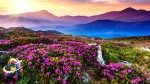 In Uttarkhand landslides Valley of Flowers is Closed for visitors due