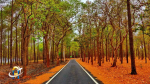 Explore Netarhat, a beautiful ecotourism destination in Jharkhand