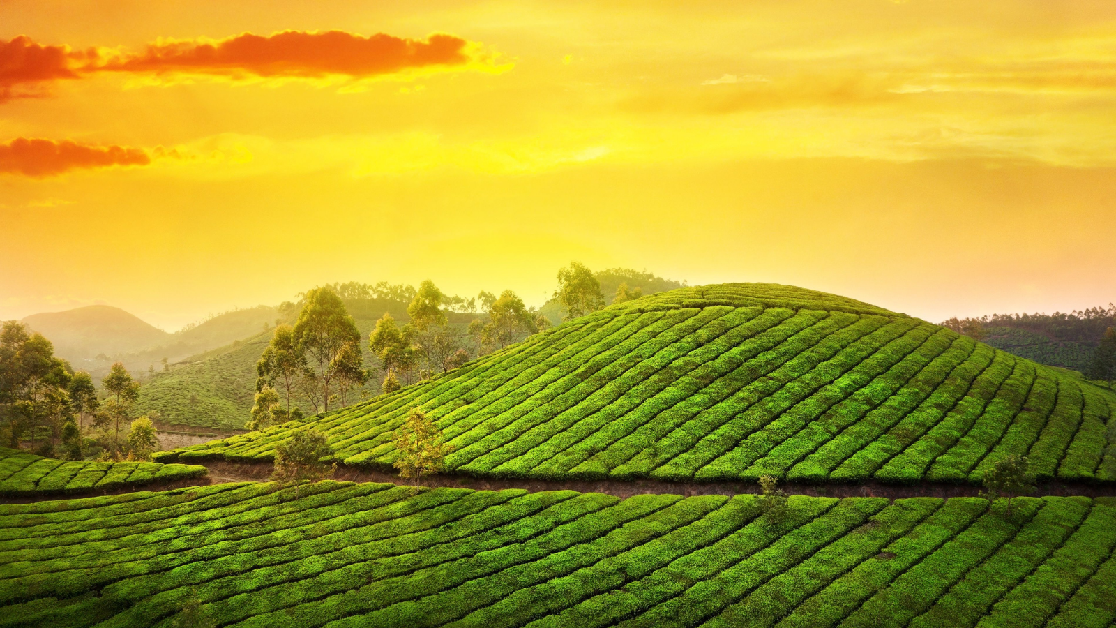 Munnar tour Packages with Travel Guide -...