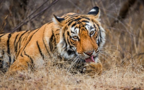 Kanha National Park Holiday Packages