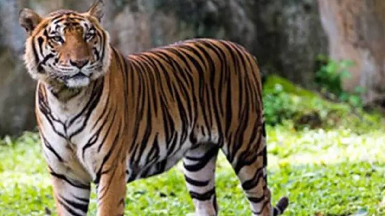 Rajasthan's Ramgarh Vishdhari Sanctuary is now 52nd tiger reserve in India