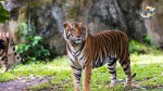 Andhra Pradesh : Tiger Population has crossed 60 in 48 Years In Nagarjuna Sagar Srisailam Tiger Reserve