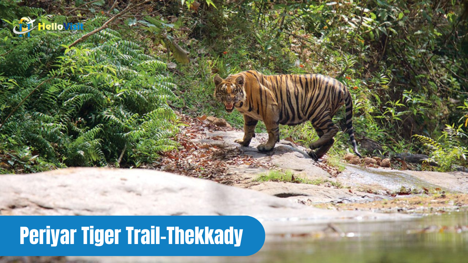 Periyar Tiger Trail-Thekkady
