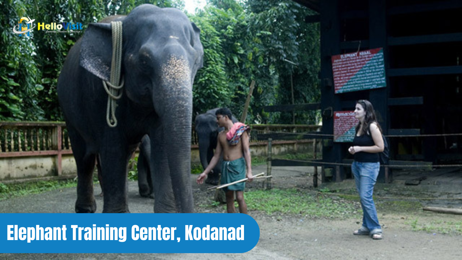 Elephant Training Center, Kodanad 