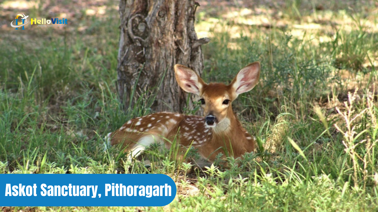 Askot Sanctuary, Pithoragarh